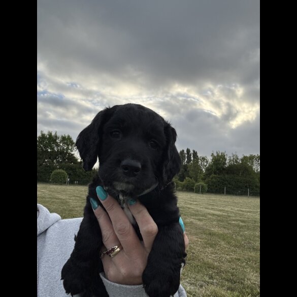 Sprocker Spaniel - Both