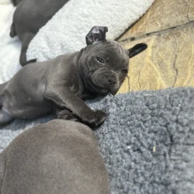 Staffordshire Bull Terrier - Both