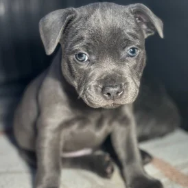 Staffordshire Bull Terrier - Dogs