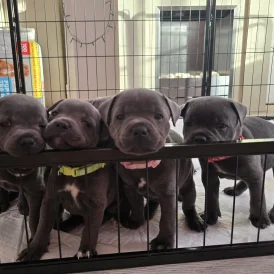 Staffordshire Bull Terrier - Both