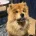 Chow Chow