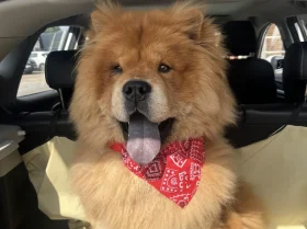 Chow Chow