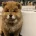 Chow Chow