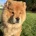 Chow Chow
