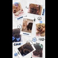 Chow Chow - Both