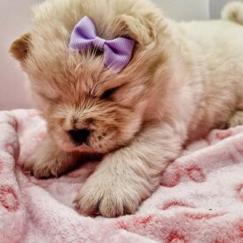 Chow Chow - Both