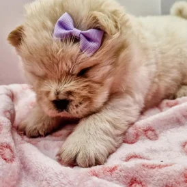 Chow Chow - Both