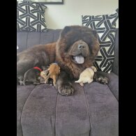 Chow Chow - Both