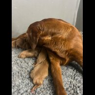 Labrador Retriever - Both