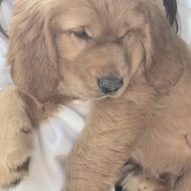 Golden Retriever - Both
