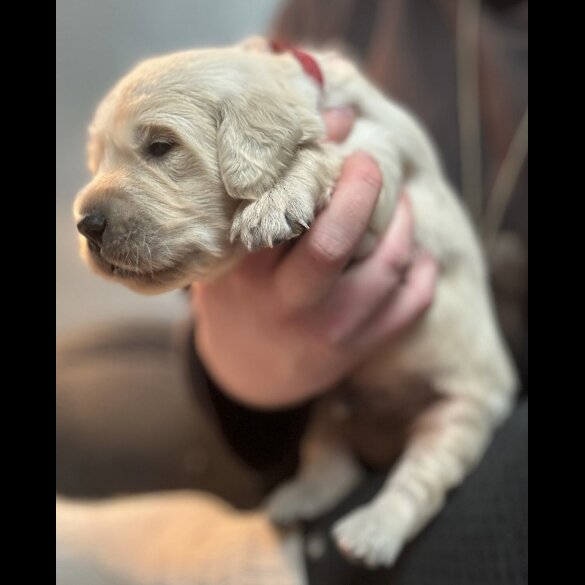Golden Retriever - Both