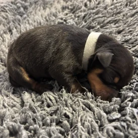 Miniature Pinscher - Both