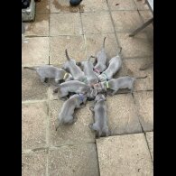 Weimaraner - Both