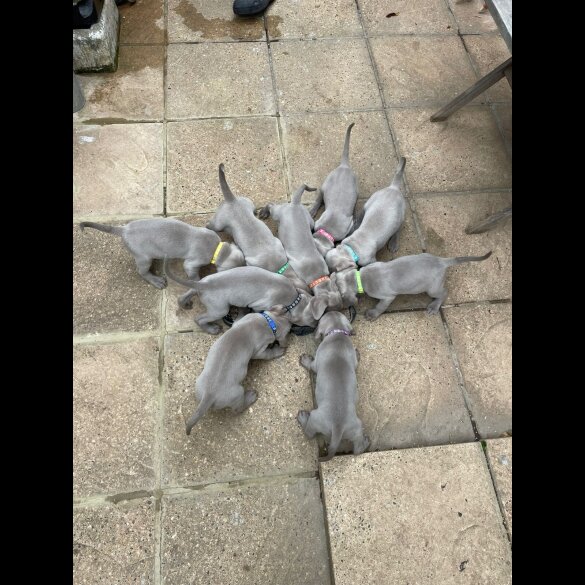 Weimaraner - Both