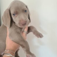 Weimaraner - Both