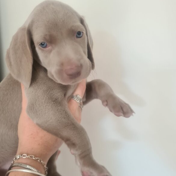 Weimaraner - Both