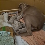 Weimaraner - Both