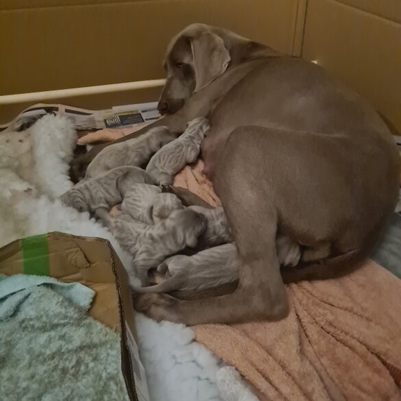 Weimaraner - Both