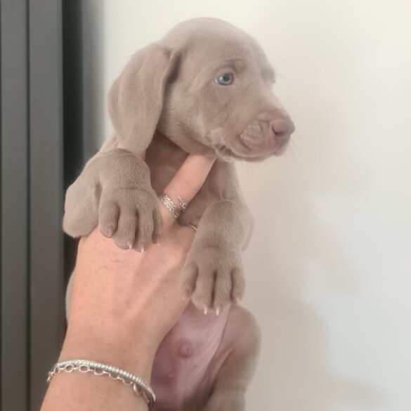 Weimaraner - Both