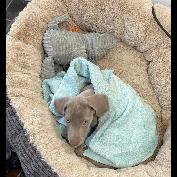 Weimaraner - Both