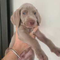 Weimaraner - Both