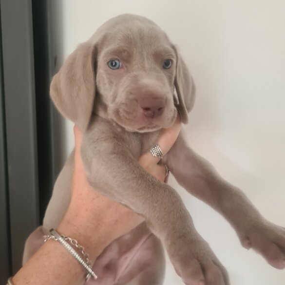 Weimaraner - Both