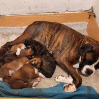 Boxer - Bitches