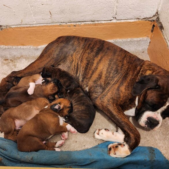Boxer - Bitches