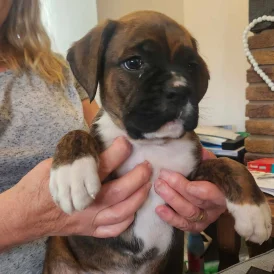 Boxer - Both
