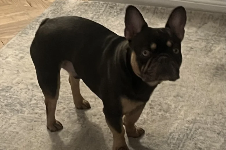 French Bulldog