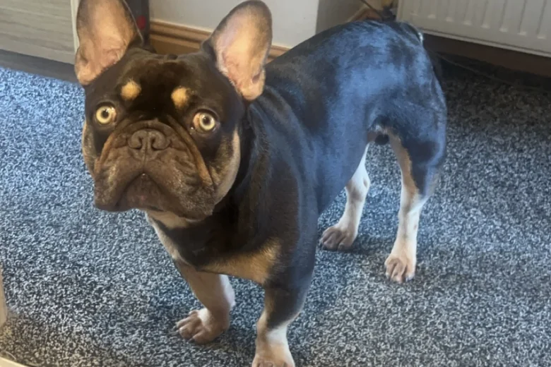 French Bulldog