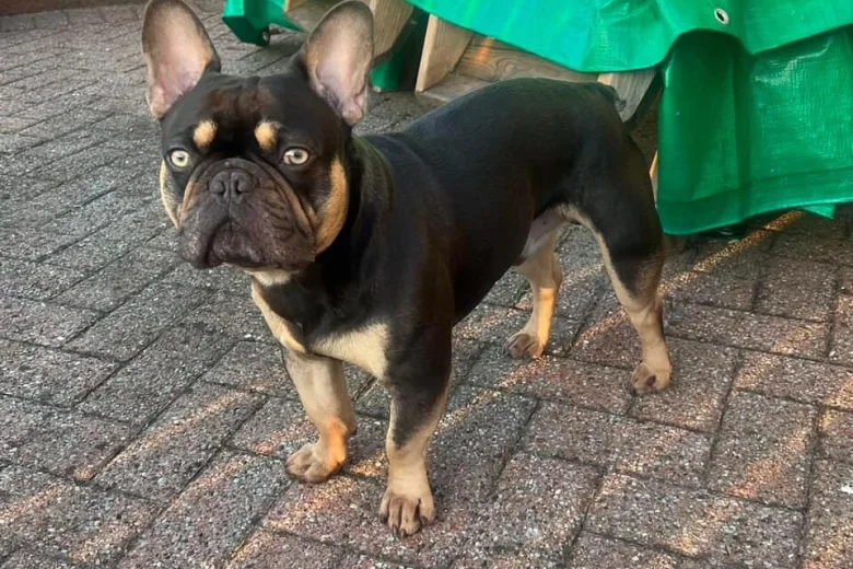 French Bulldog