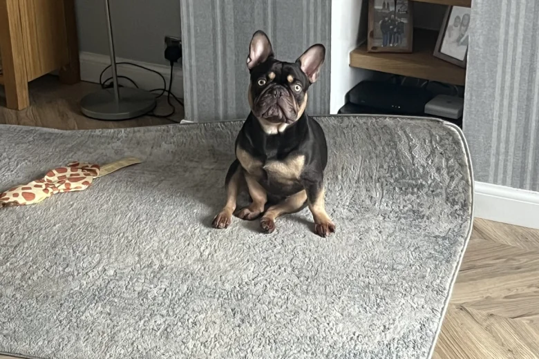 French Bulldog