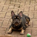 French Bulldog