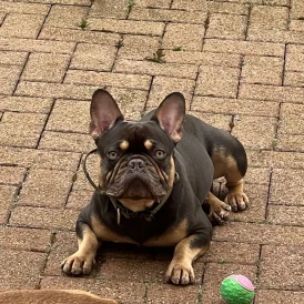 French Bulldog