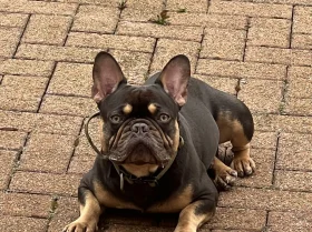 French Bulldog