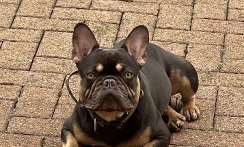 French Bulldog