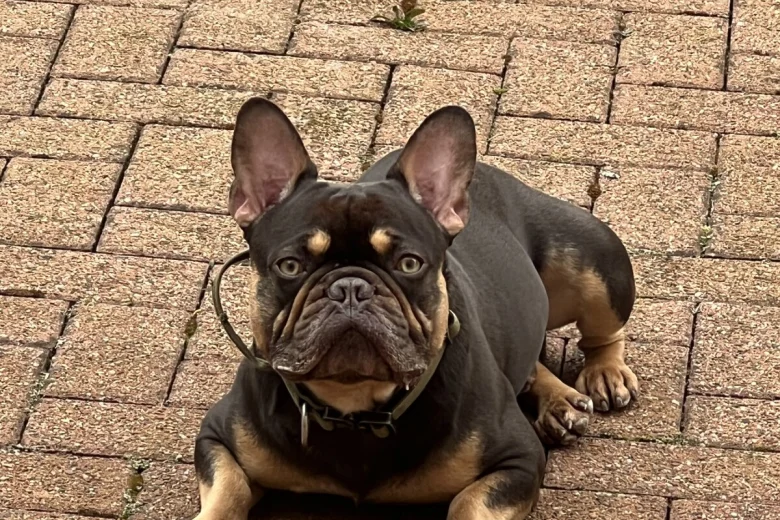 French Bulldog