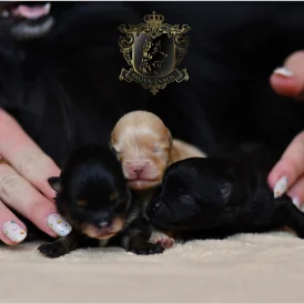 Pomeranian - Bitches
