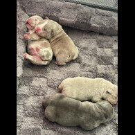 American Bulldog - Both