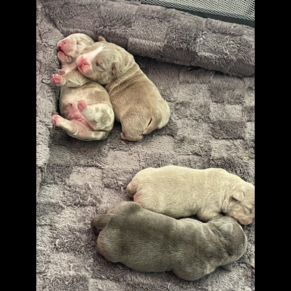 American Bulldog - Both