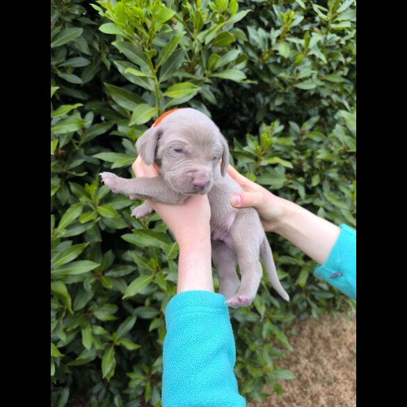 Weimaraner - Both
