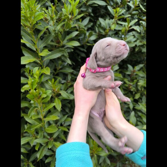 Weimaraner - Both