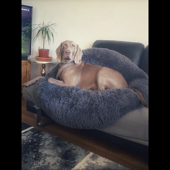 Weimaraner - Both