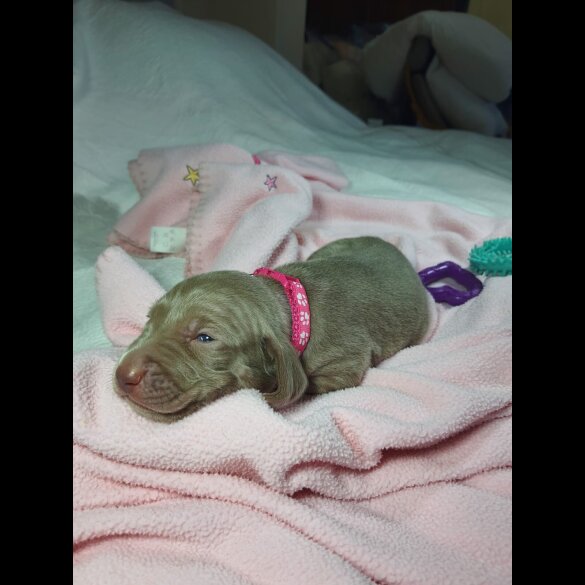 Weimaraner - Both