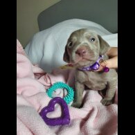 Weimaraner - Both