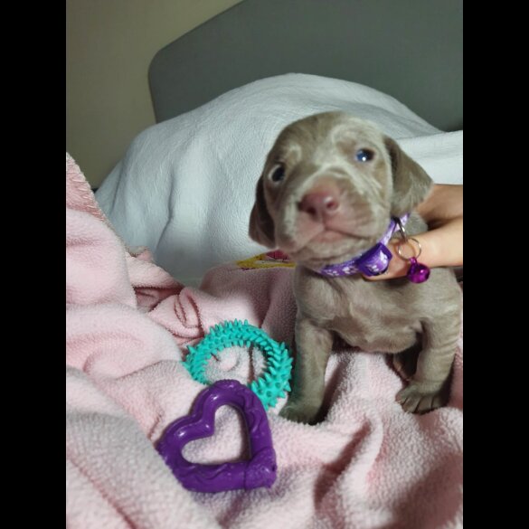 Weimaraner - Both