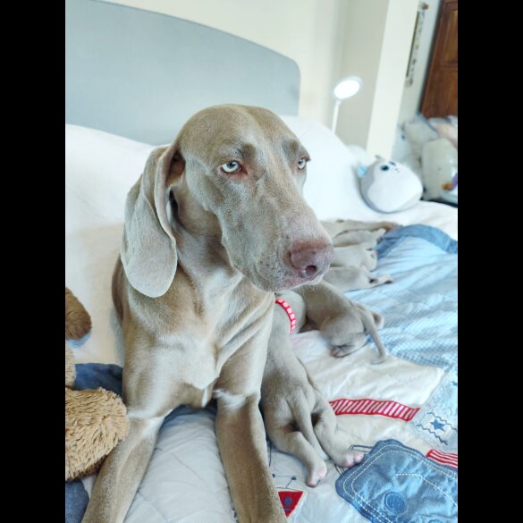 Weimaraner - Both
