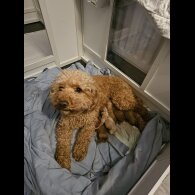 Cavapoo - Both
