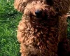 Toy Poodle